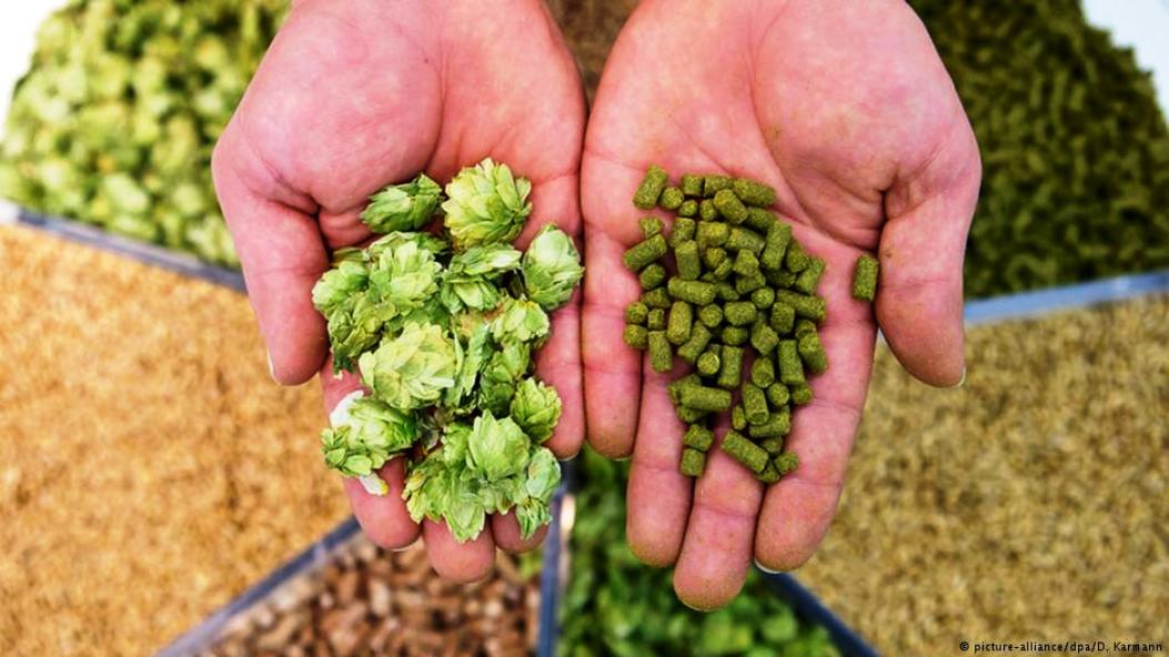 Kit De Cultivo De Lúpulo | Para Cerveza Artesana | Semillas En Bomba Arcilla | Maceta Biodegradable